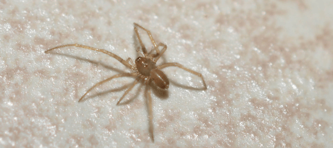 a southern house spider climbing up a wall