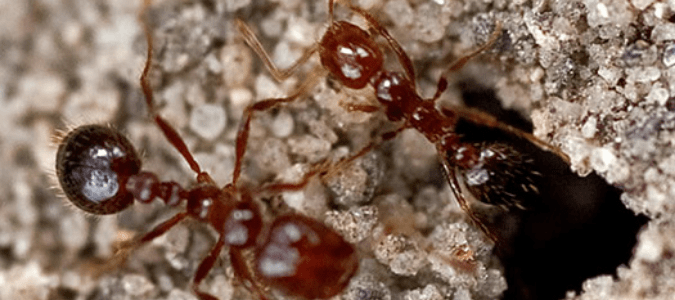 fire ants coming out of a nest