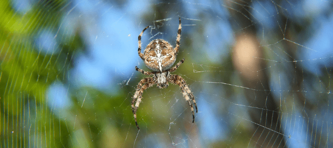 a cross orb weaver spider in a web