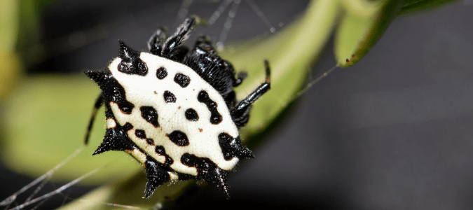 a spiny orb weaver spider on a web