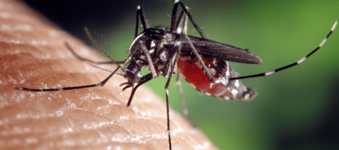 an asian tiger mosquito, which is one variety of heartworm mosquito, biting someone