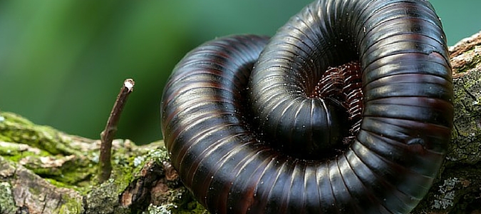 a curled up millipede