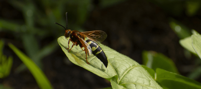 a cicada killer on a leaf