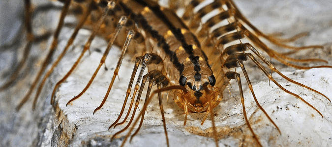a house centipede