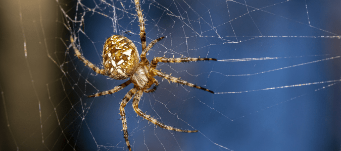 an orb weaver spider on a web