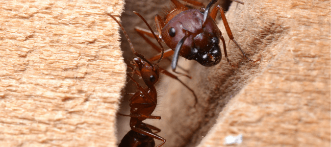 two carpenter ants in a texas home
