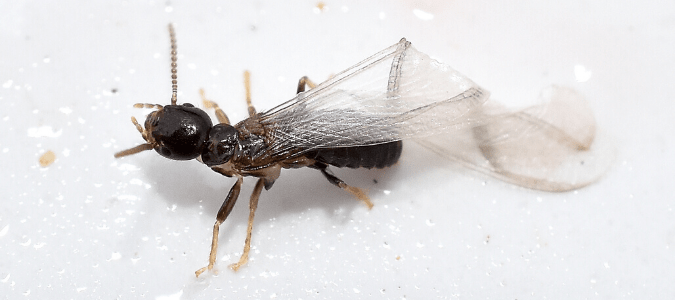 a winged termite