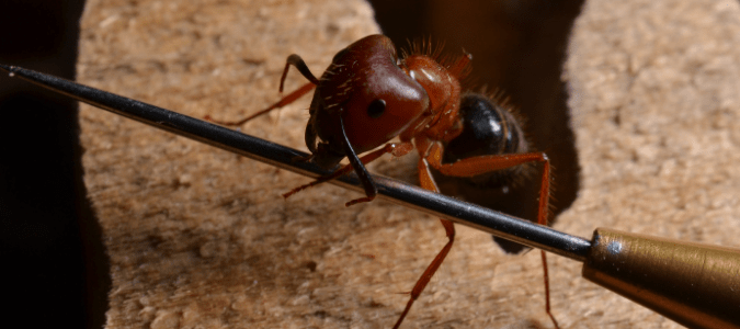 a carpenter ant on a piece of damaged wood
