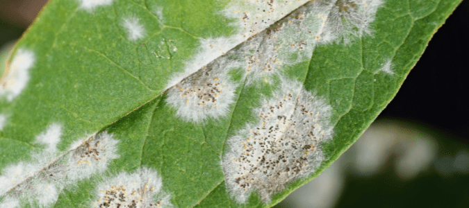 powdery mildew, which is a type of crape myrtle fungus
