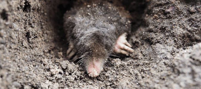 a mole coming out of a mole hole