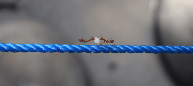 two sugar ants carrying a piece of food