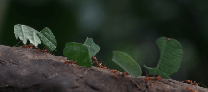 texas leaf cutting ants on a log