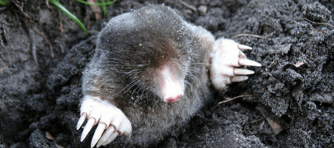 a mole in its tunnel looking for food
