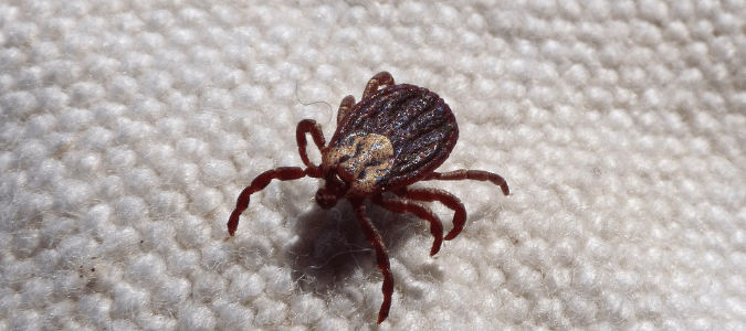 an american dog tick on a piece of cloth