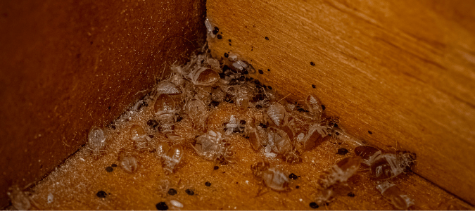 bed bug casings and feces in a corner of a dresser