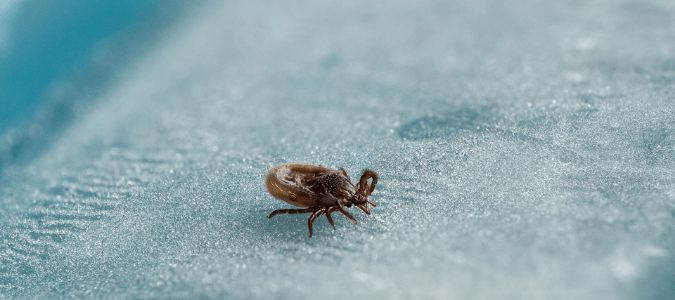 a brown dog tick on a piece of cloth