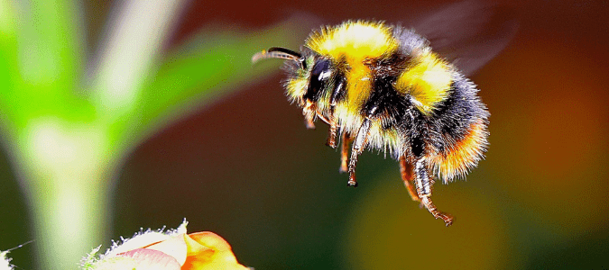 a flying bumblebee