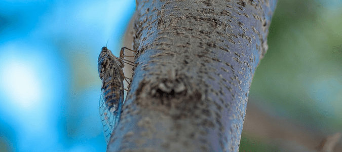 a cicada on a tree