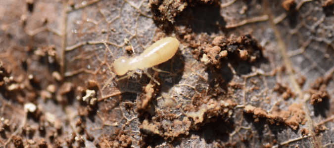 a subterranean termite on a leaf