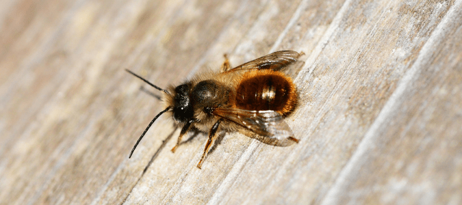 a mason bee
