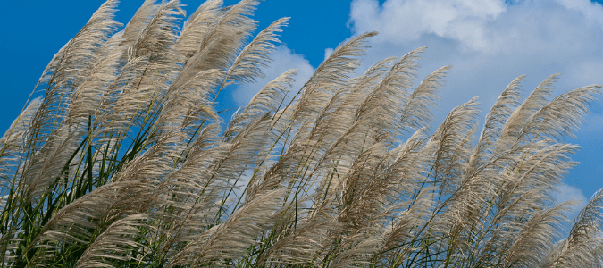 miscanthus, a type of ornamental grass in Texas