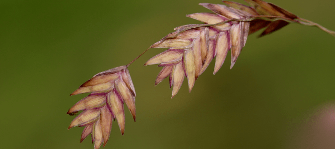 northern sea oats, an ornamental grass for texas yards
