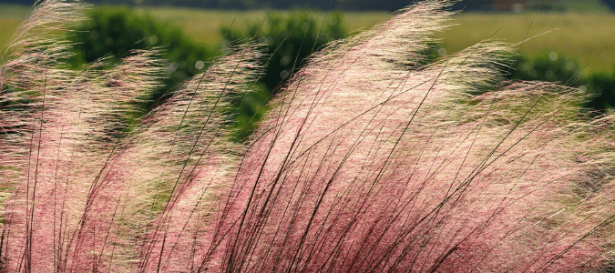 muhly grass which is one type of ornamental grass in Texas