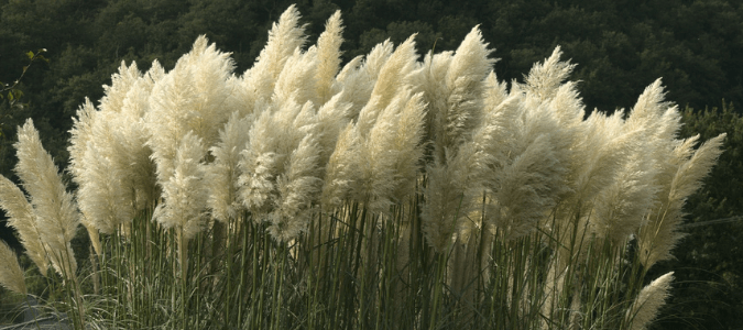 pampas grass, a type of ornamental grass that grows well in Texas
