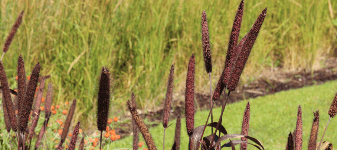 purple millet, a type of ornamental grass in Texas