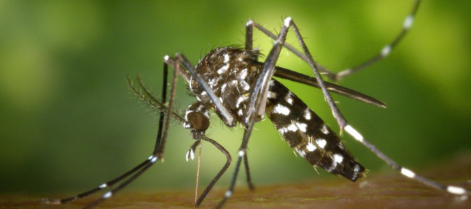 a black and white mosquito