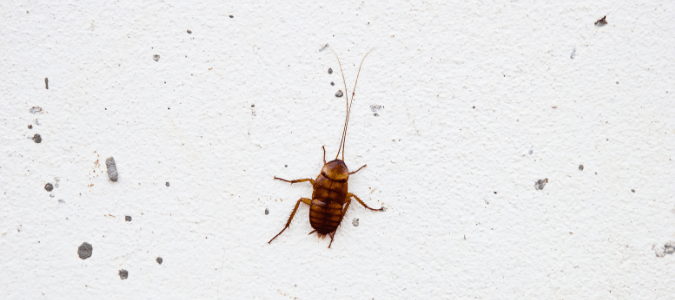 a cockroach on a white wall