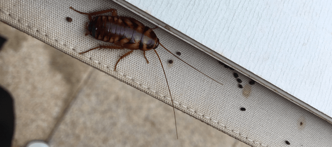 a roach and roach feces, two signs of roaches in walls