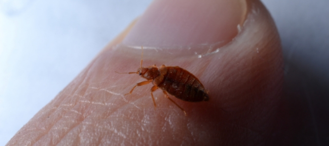 a bed bug crawling on a finger