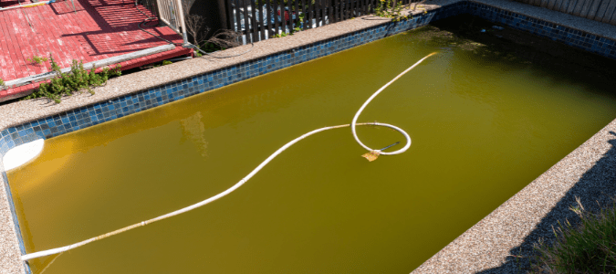 a pool with mustard algae growth