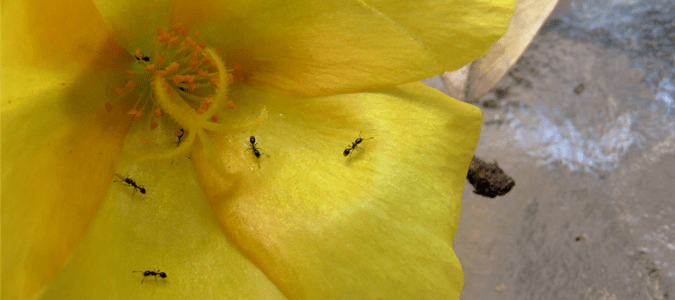 common black ants on a flower
