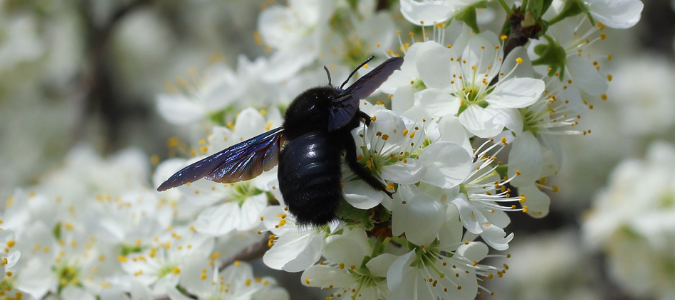 a carpenter bee on a flower