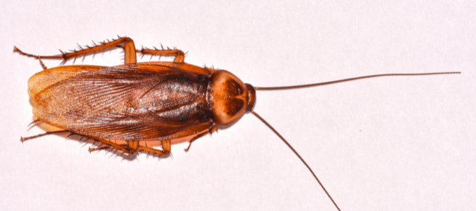 an American cockroach in a home