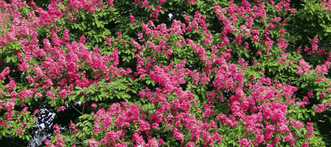 a crape myrtle in full bloom
