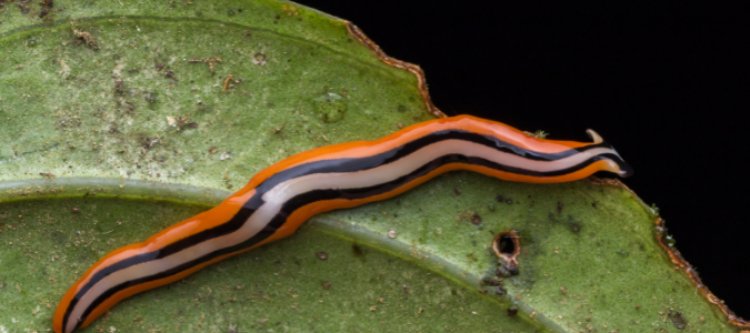 hammerhead worm on a green leaf