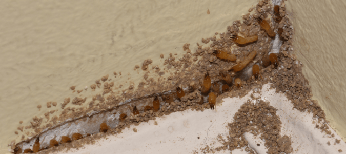 drywood termites eating through a baseboard