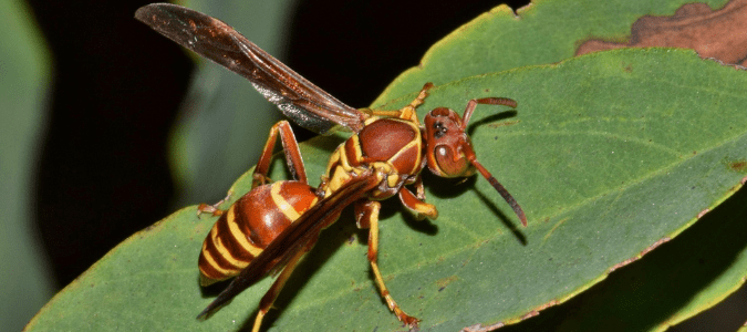 a paper wasp which is a type of wasp in oklahoma