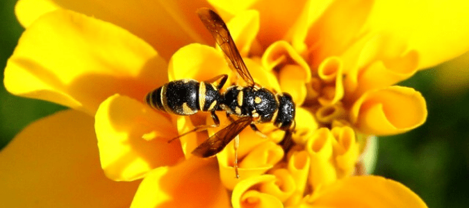 a wasp eating plant nectar