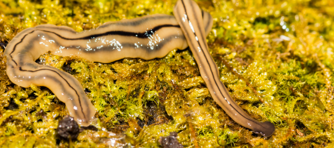 hammerhead worm on leaves