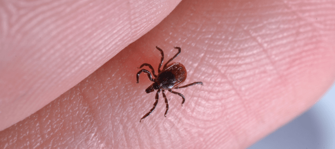a tick on a person's skin