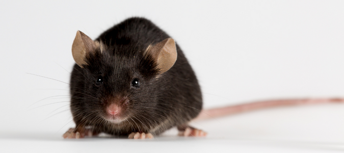 Black Mice: Identification and Control Guide | ABC Blog