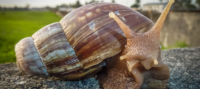 a giant african land snail