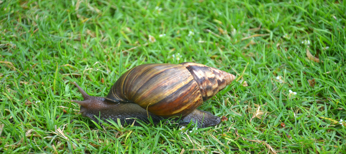 a giant african land snail in grass