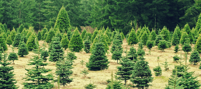 a Christmas tree farm in Bryan TX