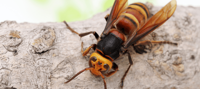 a Japanese hornet which can be confused for a cicada killer