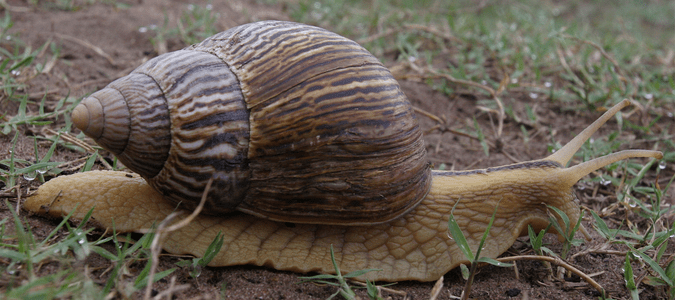 a giant African land snail